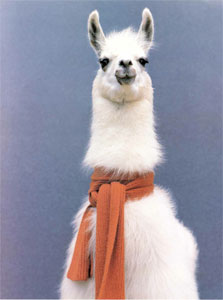 llama