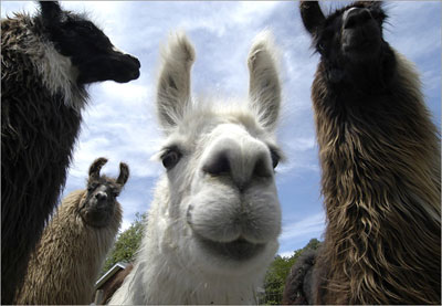 llamas