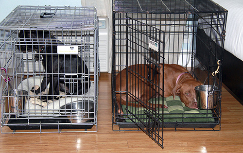 dogs crated